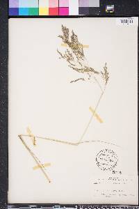 Eragrostis atrovirens image