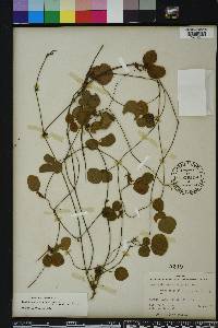 Rhynchosia cinerea image
