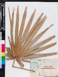 Serenoa repens image