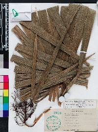 Thrinax radiata image