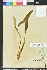 Peltandra sagittifolia image