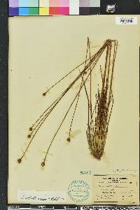 Xyris elliottii image