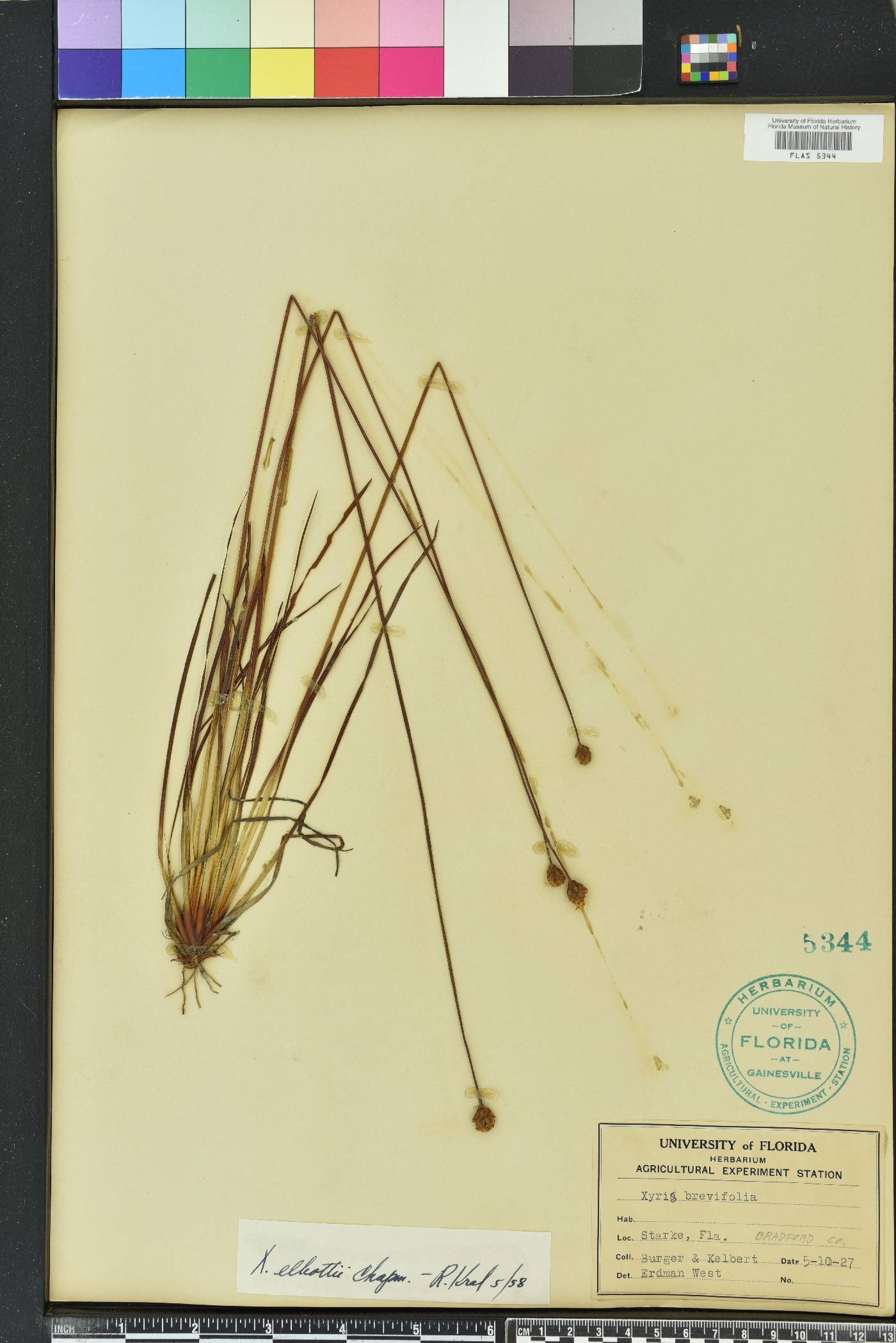 Xyris elliottii image