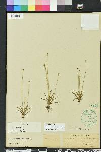 Lachnocaulon anceps image