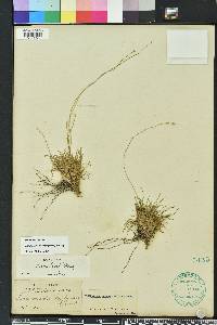 Lachnocaulon anceps image