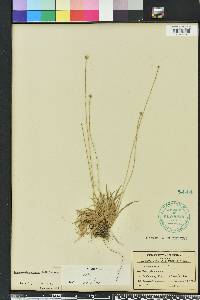 Lachnocaulon anceps image