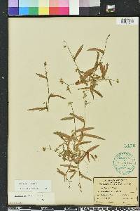 Murdannia nudiflora image