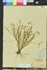 Callisia graminea image