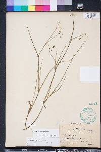 Callisia ornata image