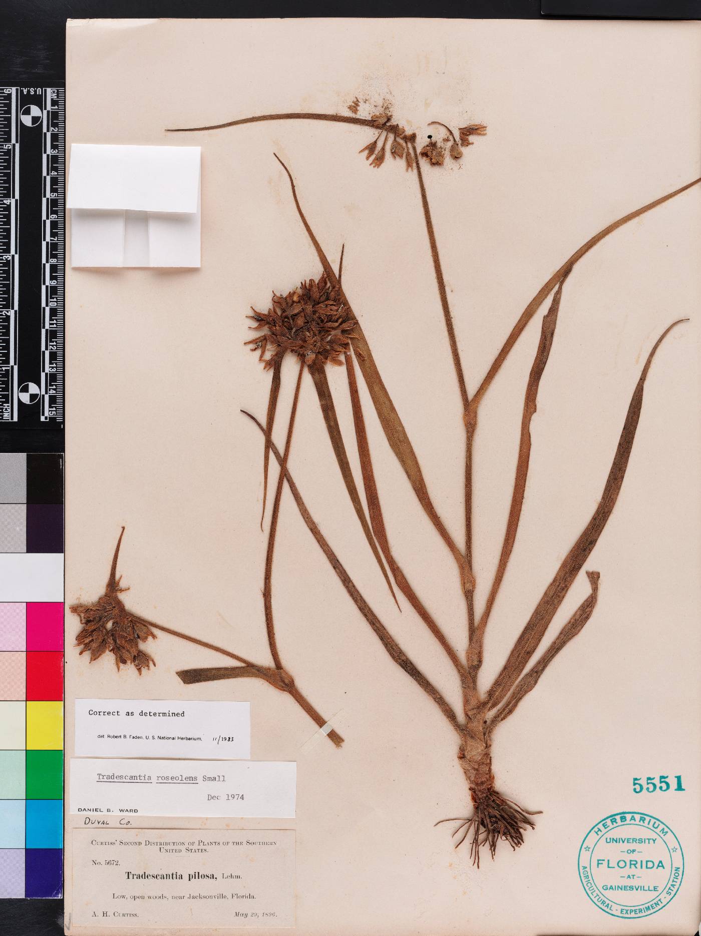 Tradescantia roseolens image
