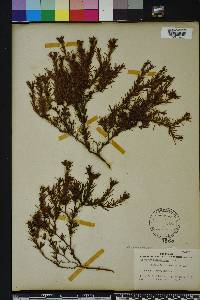 Hypericum fasciculatum image