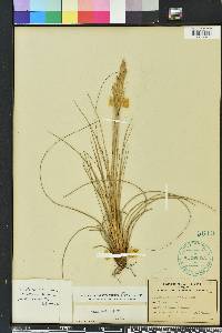 Tillandsia bartramii image