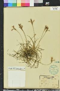 Tillandsia recurvata image