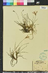 Tillandsia recurvata image