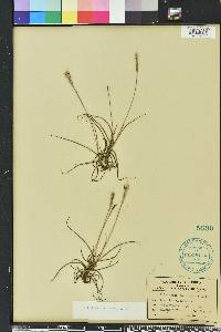 Tillandsia recurvata image