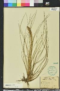 Tillandsia bartramii image