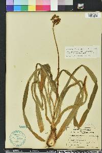 Amianthium muscitoxicum image