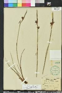 Image of Tofieldia tenuifolia