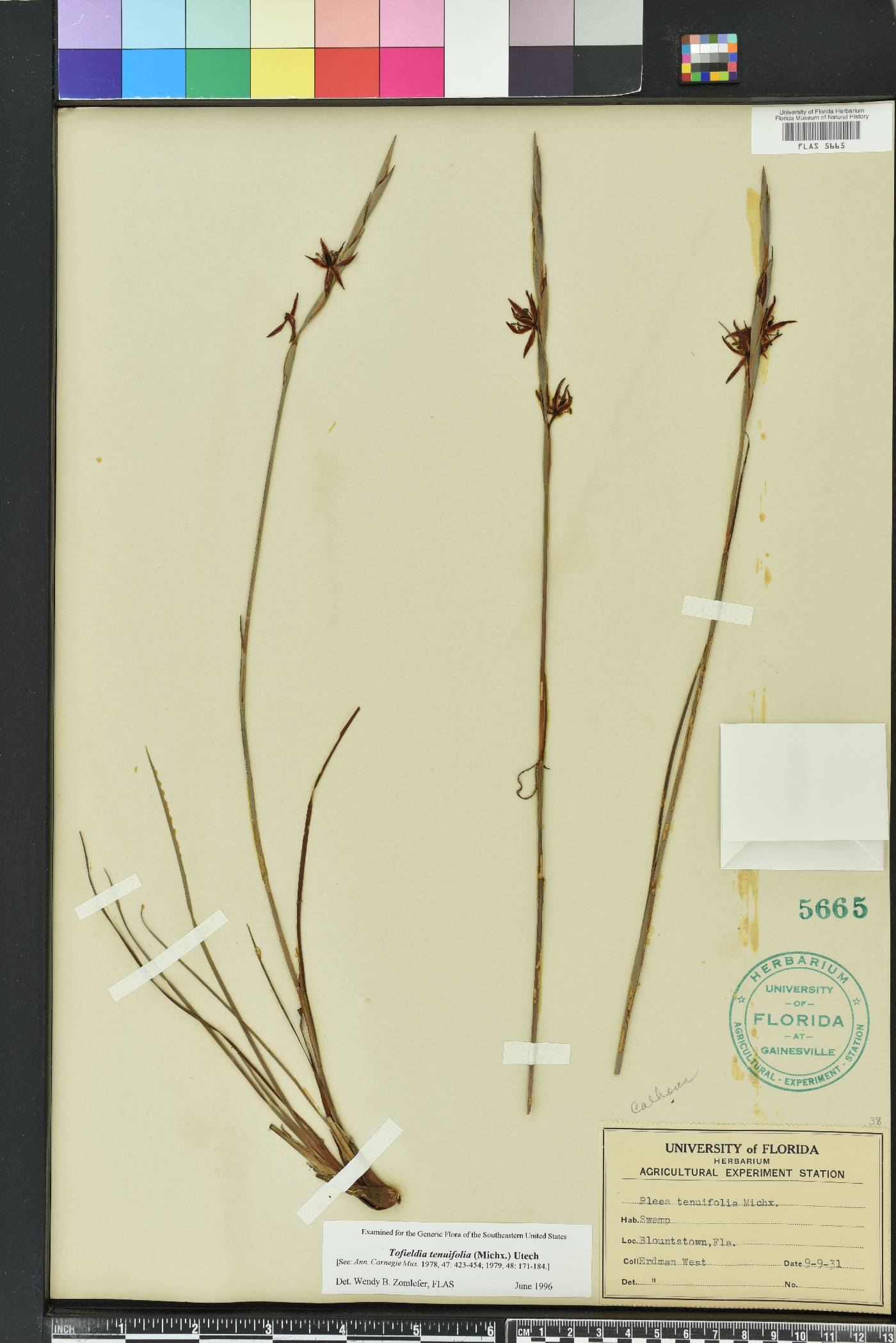Tofieldia tenuifolia image