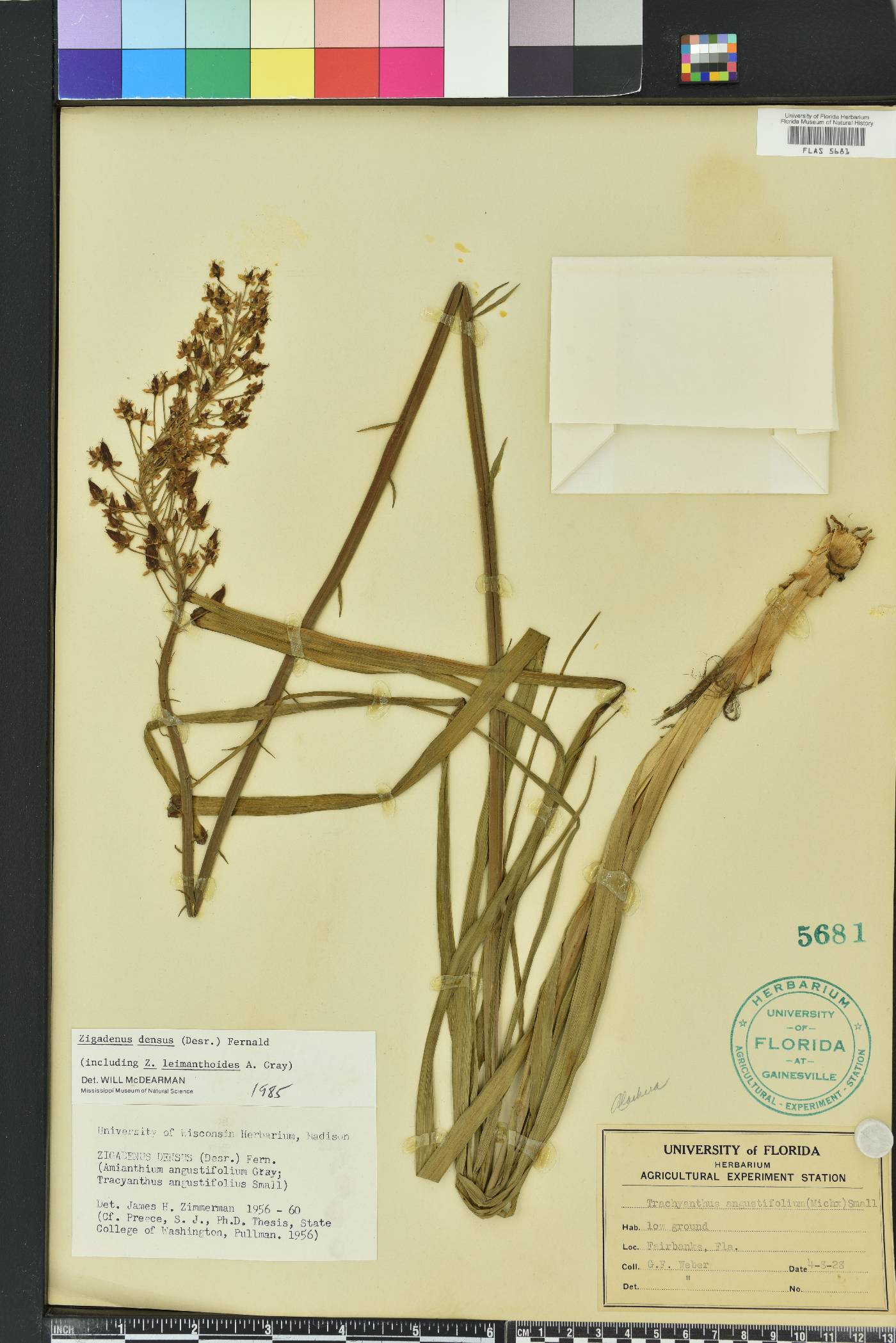 Stenanthium densum image