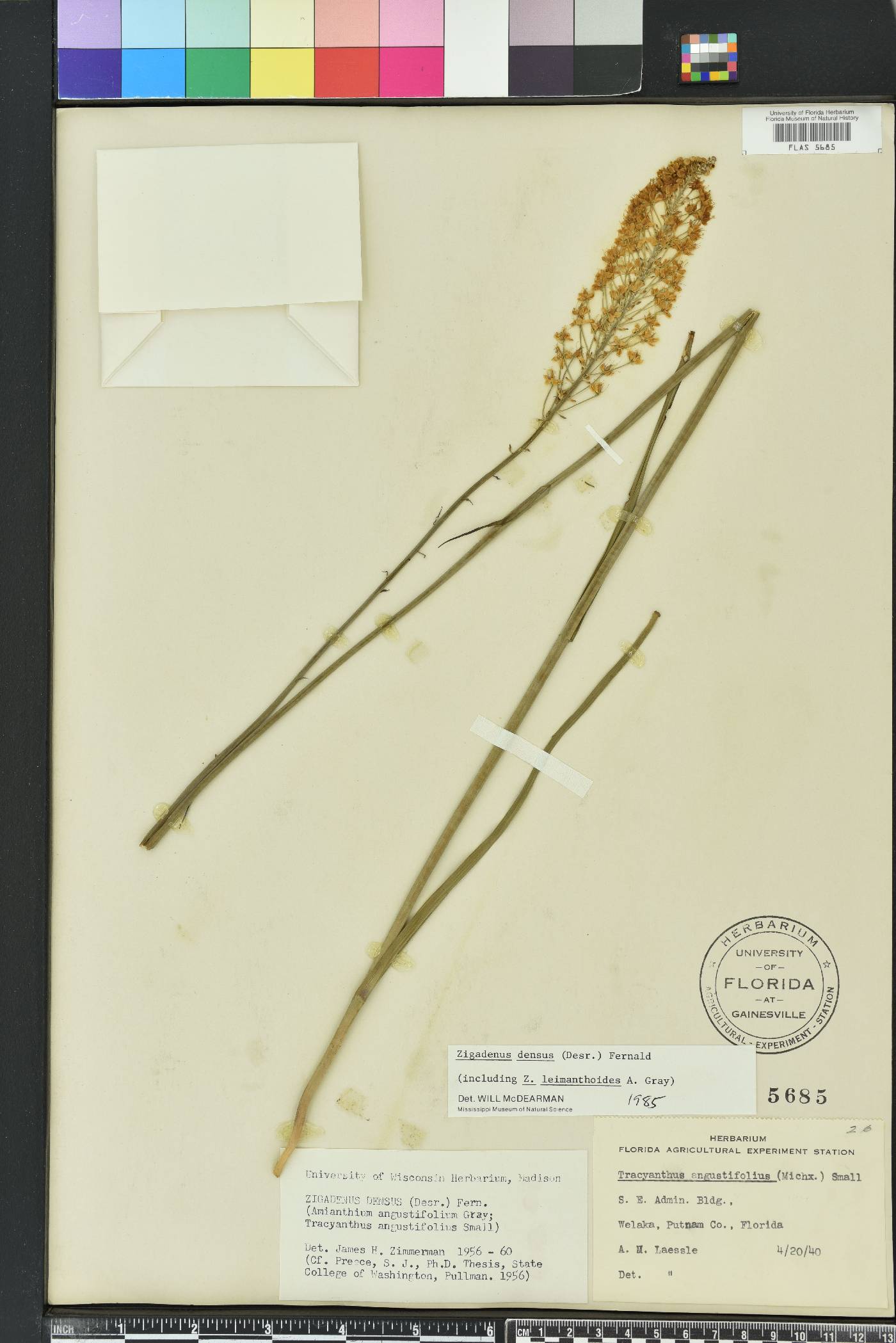 Stenanthium densum image