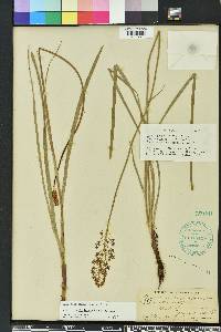 Stenanthium densum image