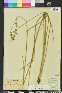 Juncus scirpoides image