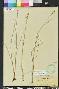 Juncus megacephalus image