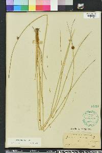 Juncus coriaceus image