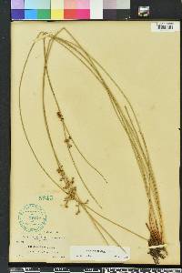 Juncus coriaceus image