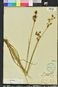 Juncus scirpoides image