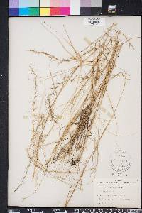 Aristida purpurascens image