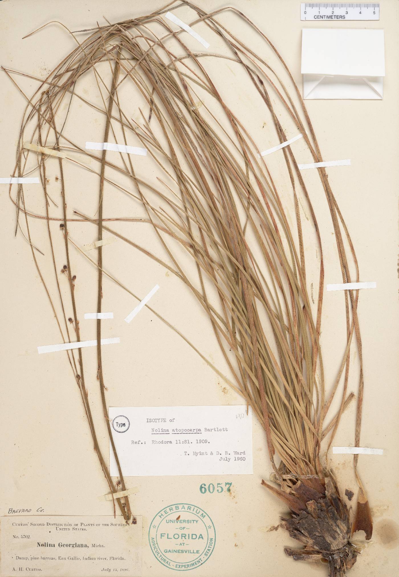 Nolina atopocarpa image