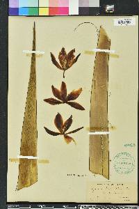 Yucca treculeana image