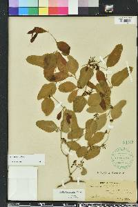 Smilax auriculata image