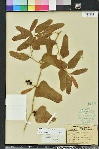 Smilax auriculata image