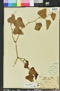 Smilax bona-nox image