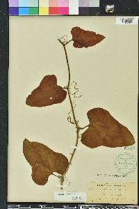 Smilax bona-nox image