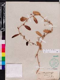 Smilax havanensis image