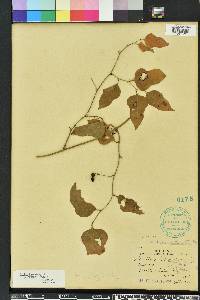 Smilax tamnoides image