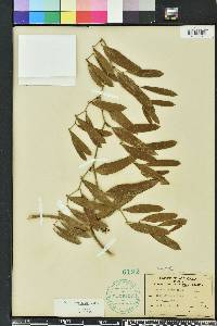 Smilax auriculata image