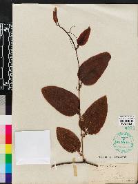 Smilax walteri image
