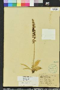 Aletris lutea image