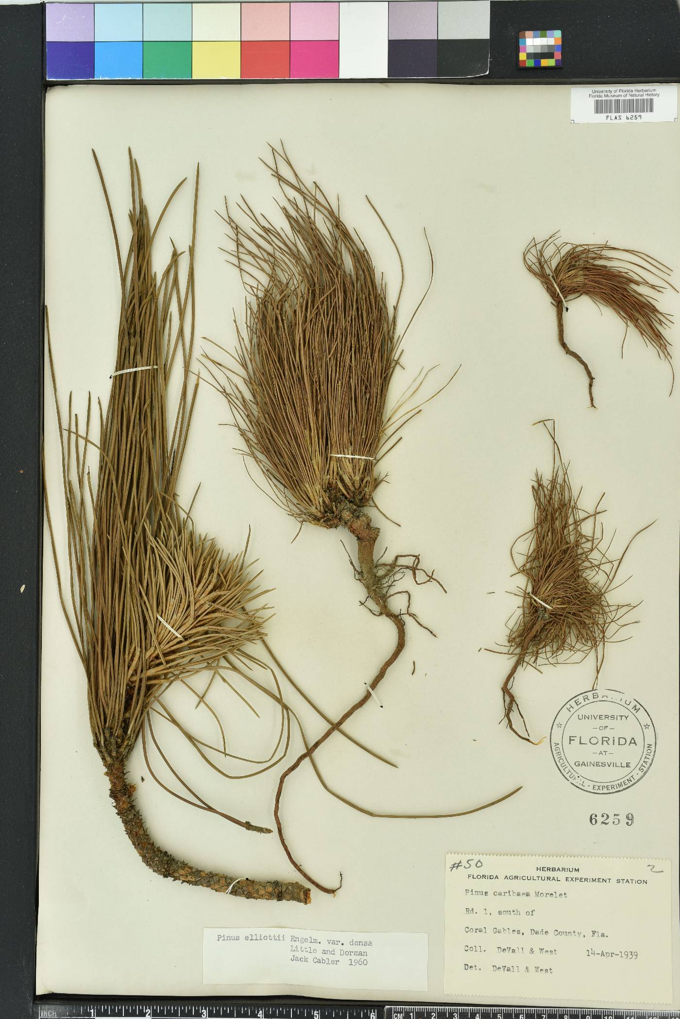 Pinus elliottii var. densa image