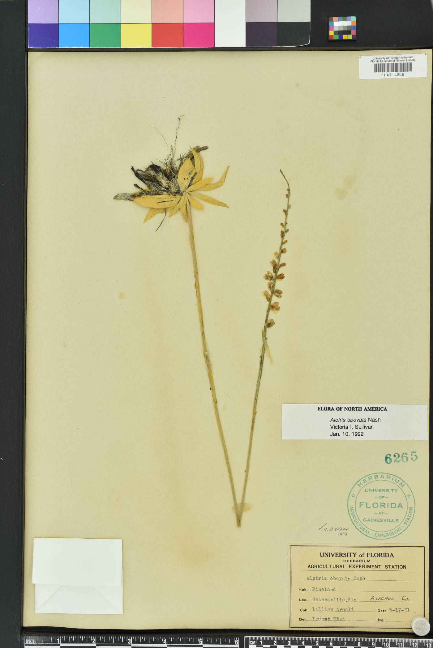 Aletris obovata image