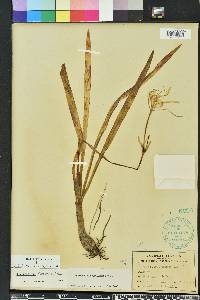 Hymenocallis duvalensis image