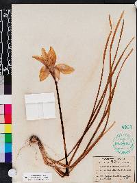 Zephyranthes atamasca image