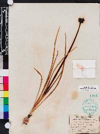 Zephyranthes atamasca image