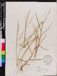 Panicum repens image