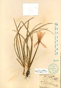 Zephyranthes atamasca image